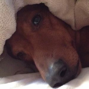 Meet your Posher, Sam